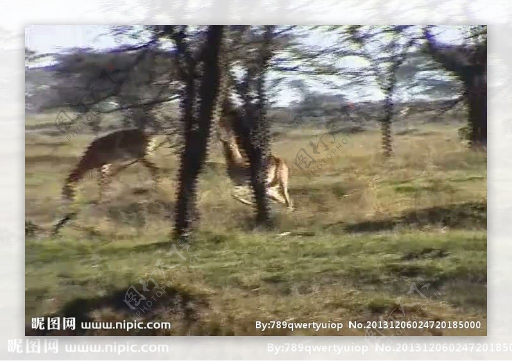鹿活动视频频素材