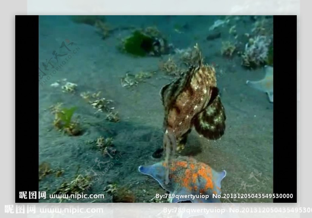 海洋生物视频素材