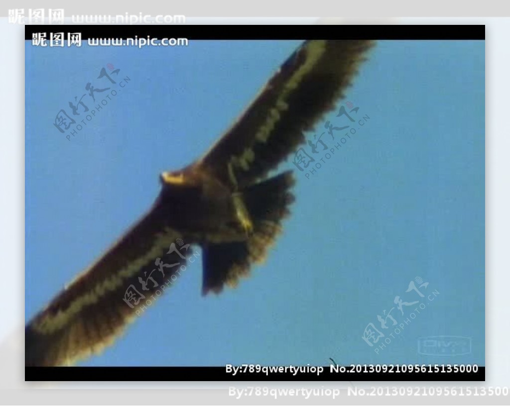 老鹰飞翔视频素材