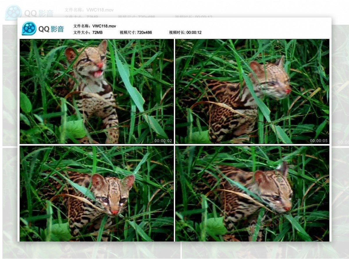 草丛中的小野猫视频实拍素材