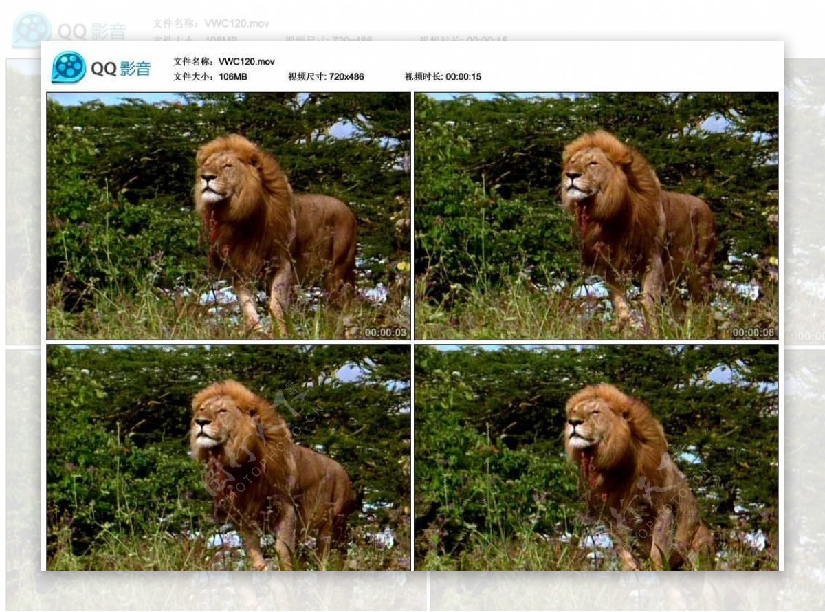 狮子王视频实拍素材