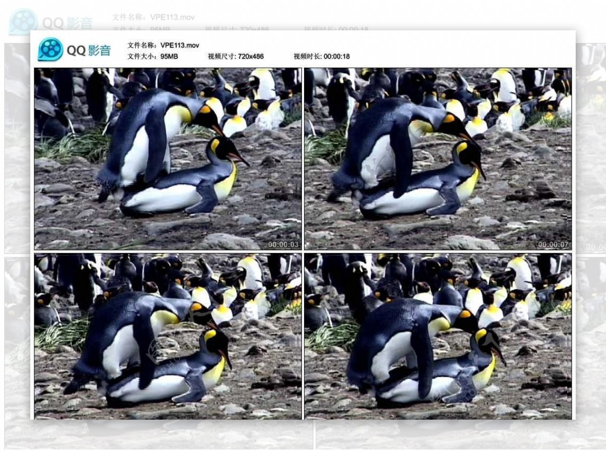 企鹅交配视频实拍素材