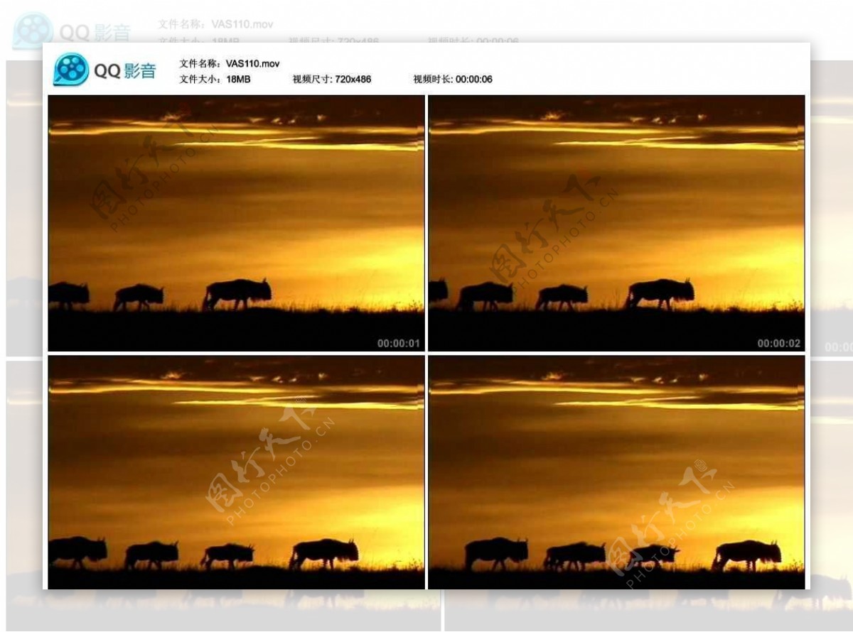 夕阳下的羚羊视频实拍素材
