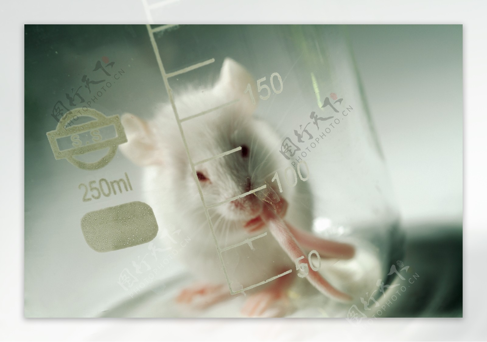 小白鼠与器皿图片