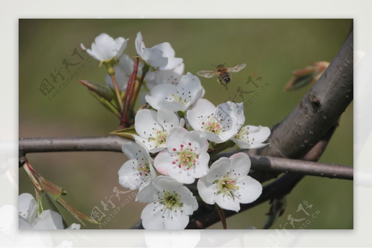 四月梨花图片