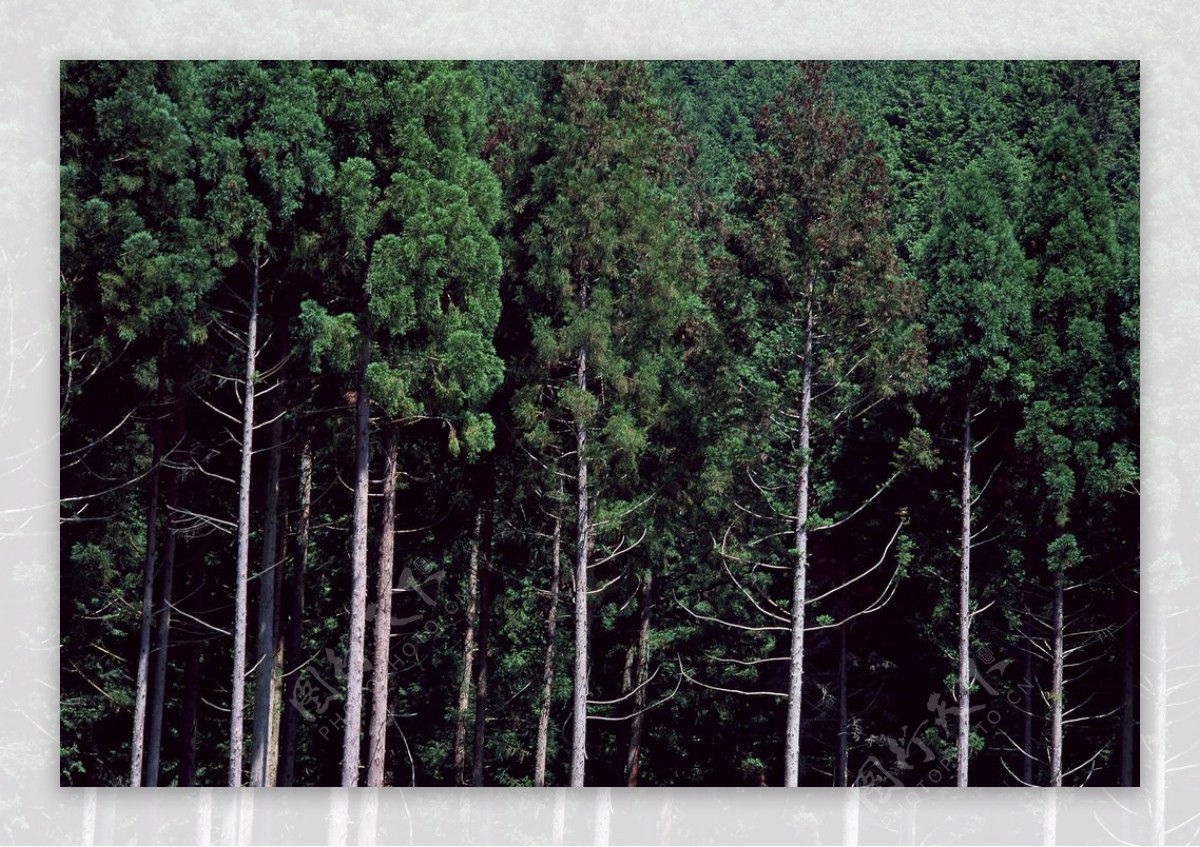 森林写照图片