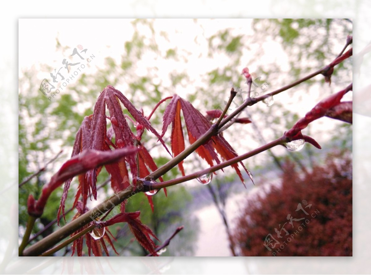 雨后红枫图片