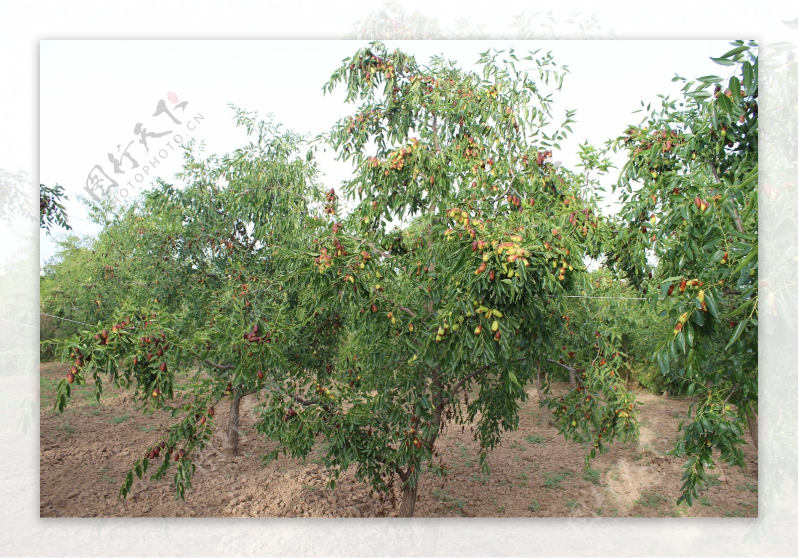果树水果图片