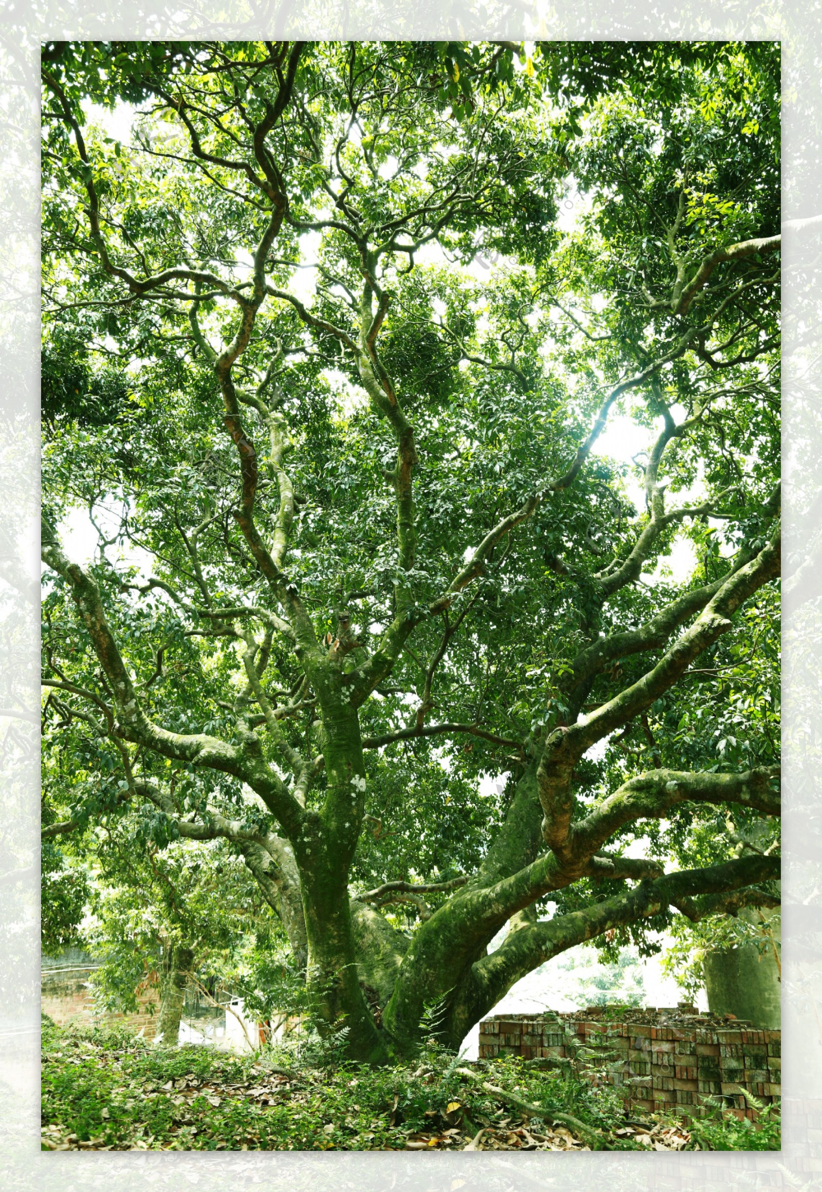 百年荔枝树图片