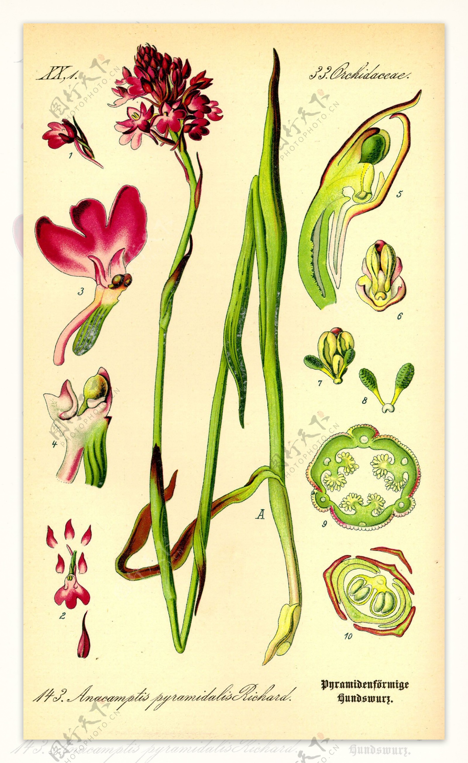奥托手绘彩色植物图谱图片