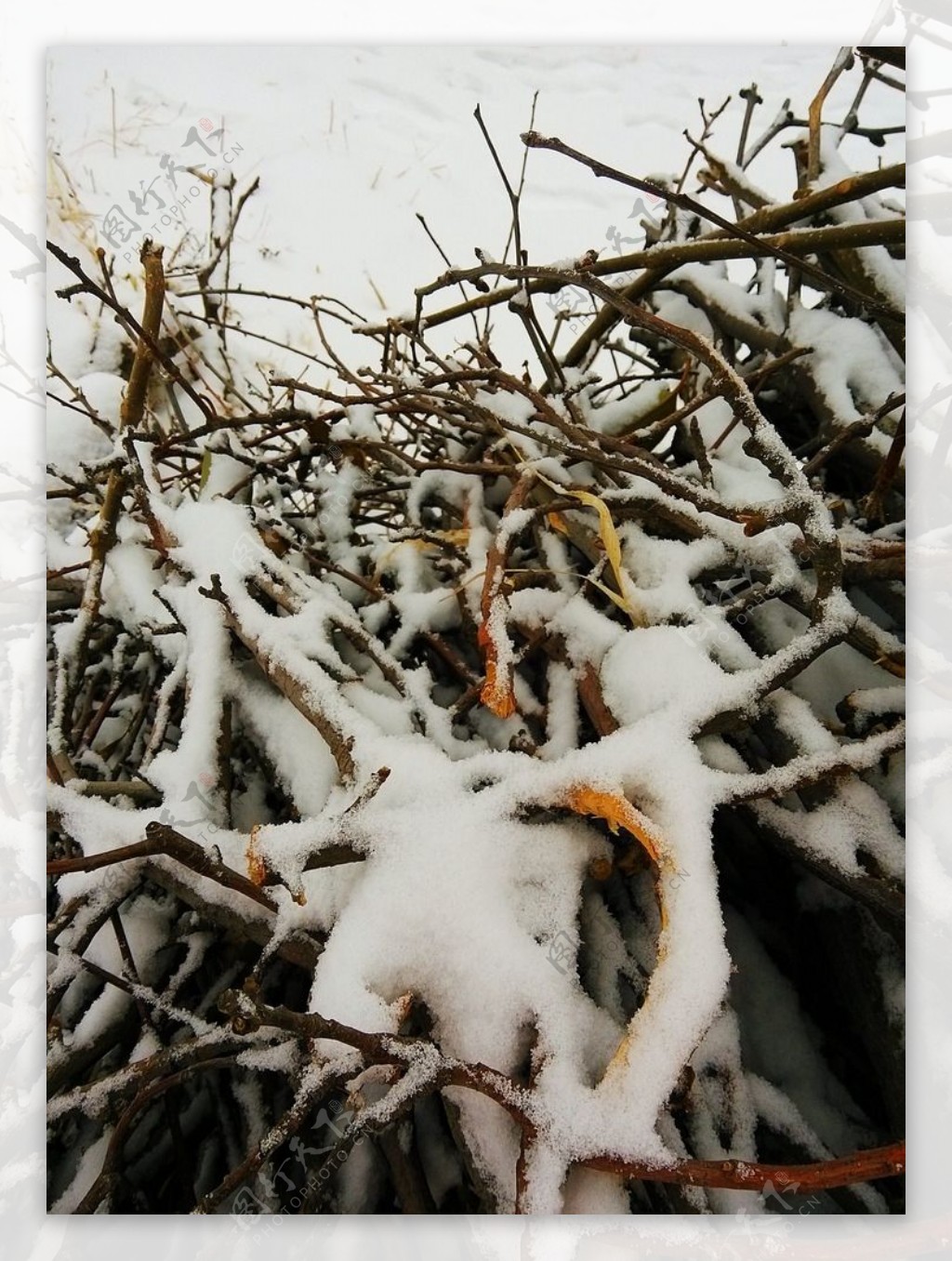 积雪树枝图片