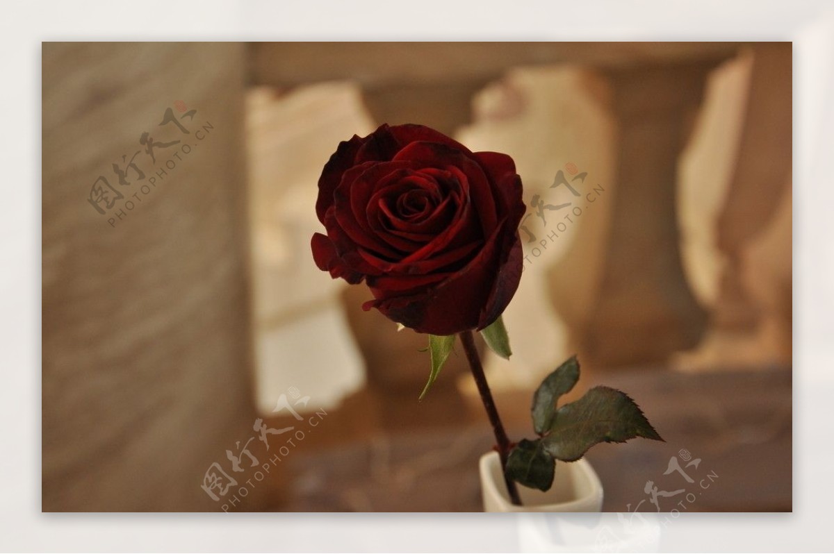 玫瑰rose图片