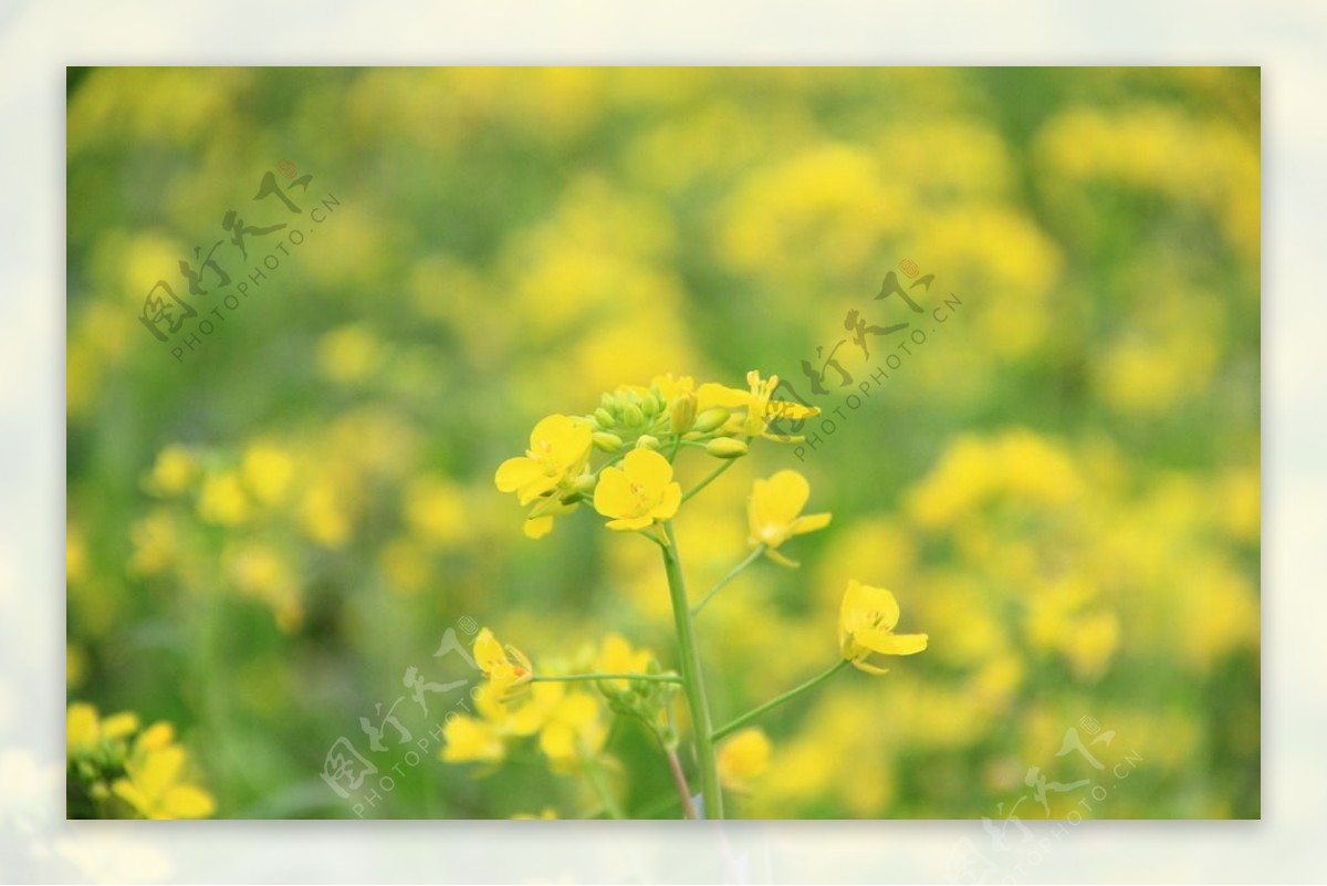 油菜花图片