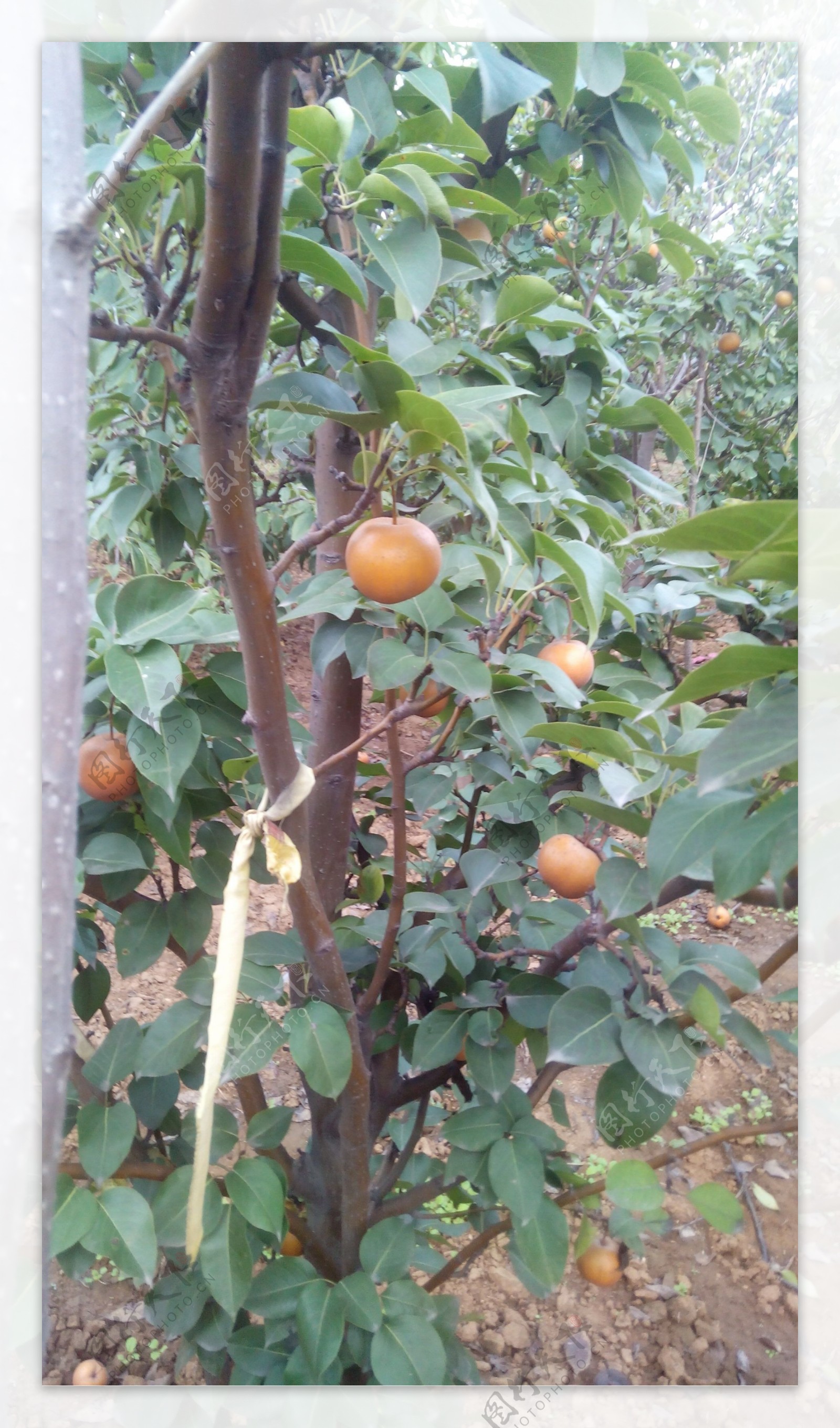 梨树图片