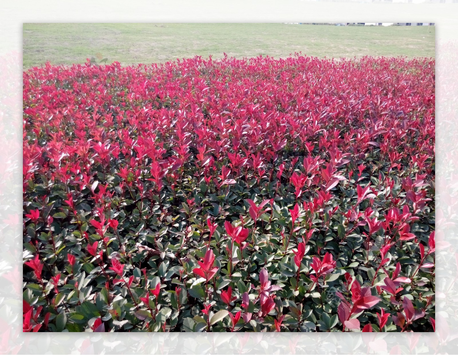 红花遍野图片