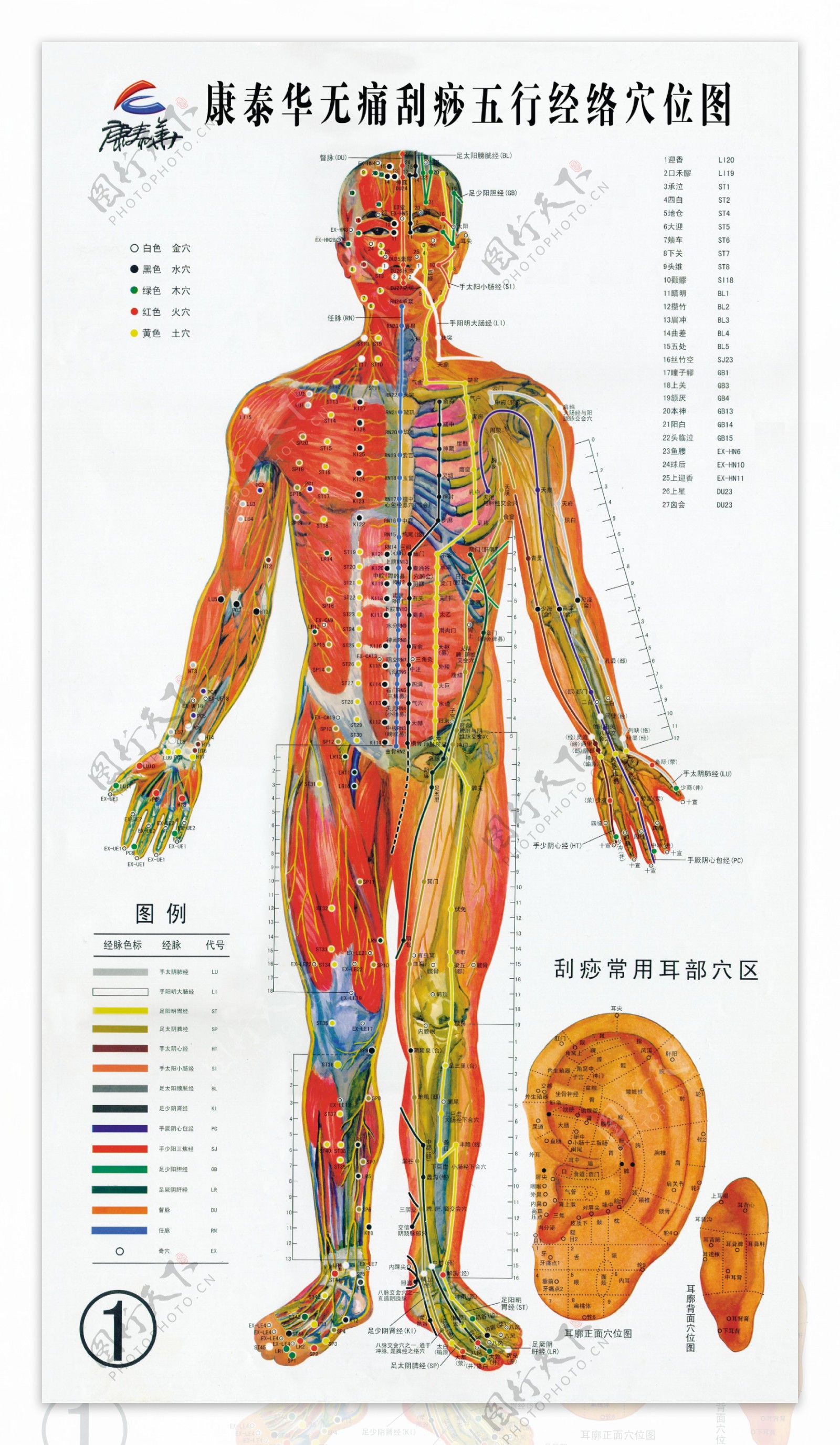 经络穴位图之二图片