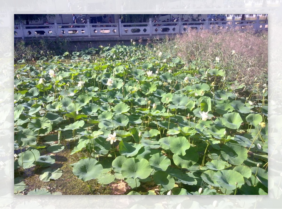 临洮县西湖公园荷花池图片