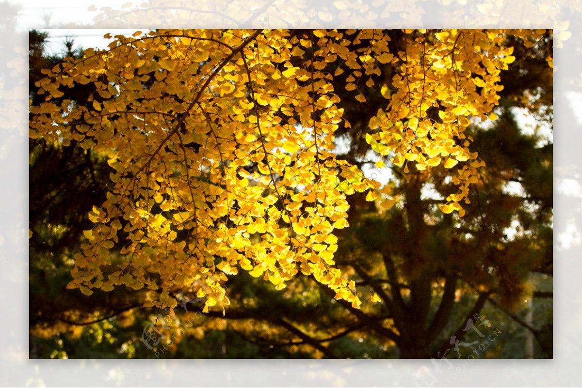 金色的秋天图片