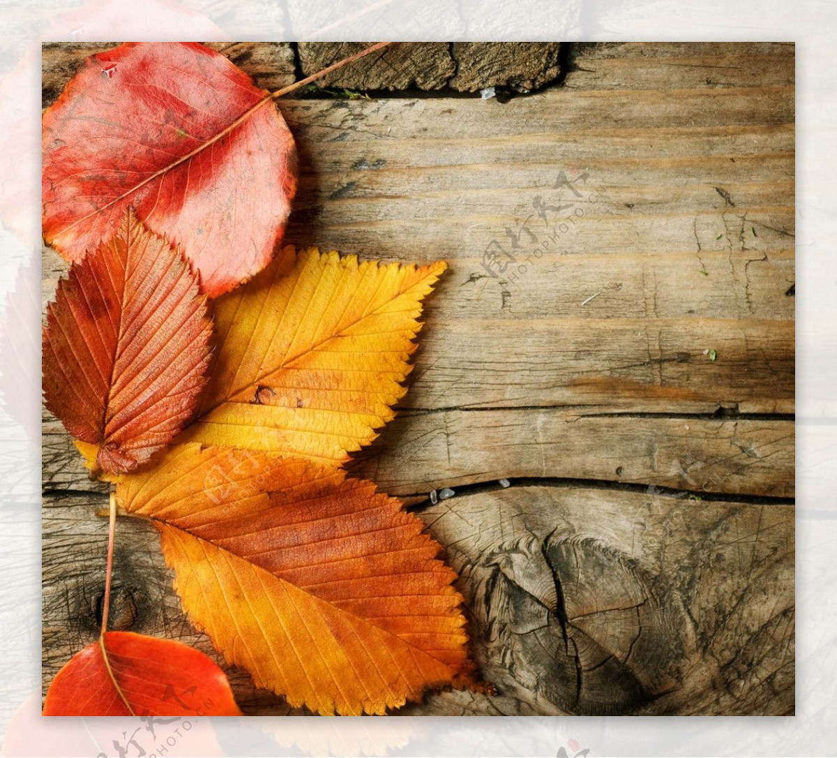 秋天树叶木头纹理素材图片