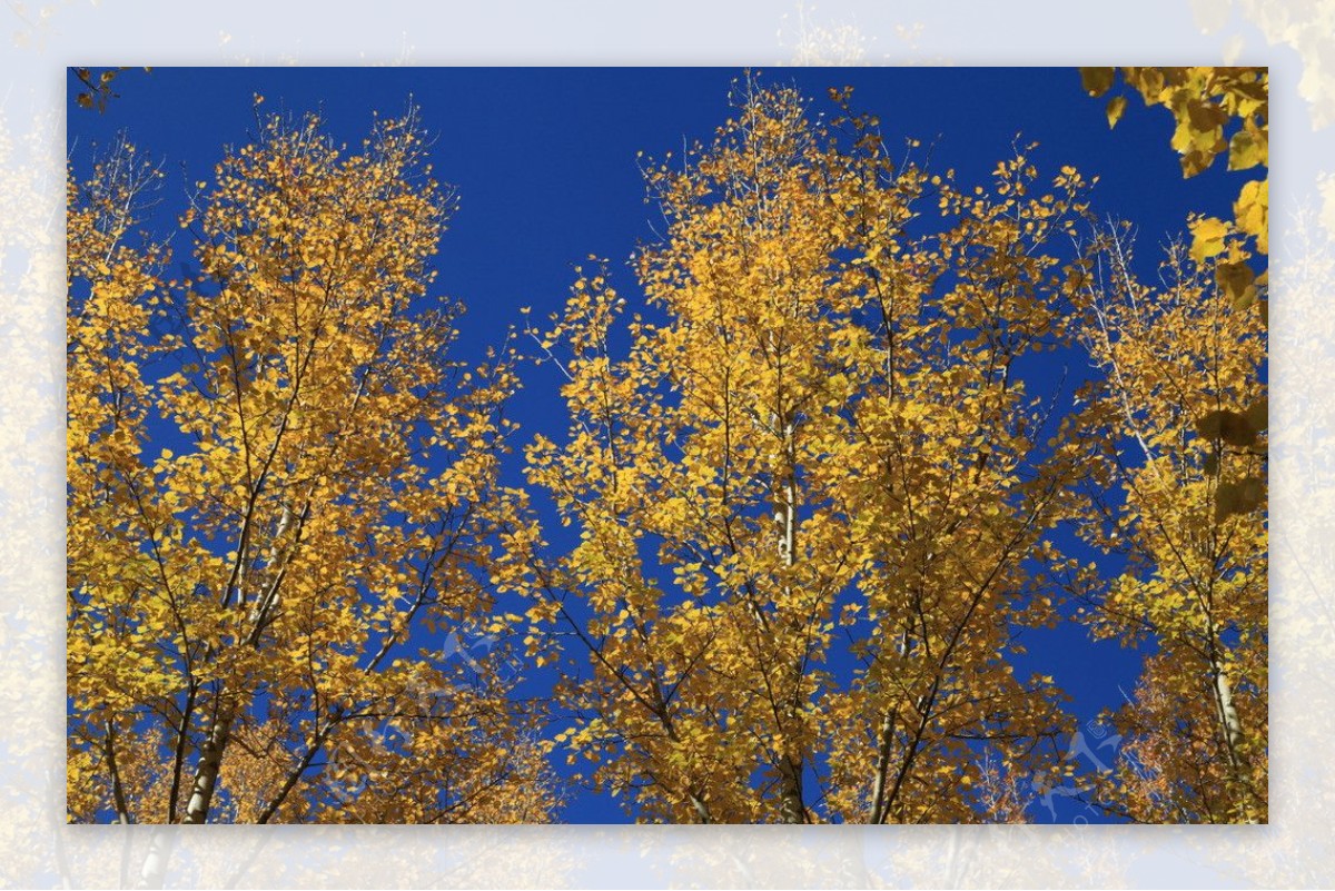 黄树叶图片