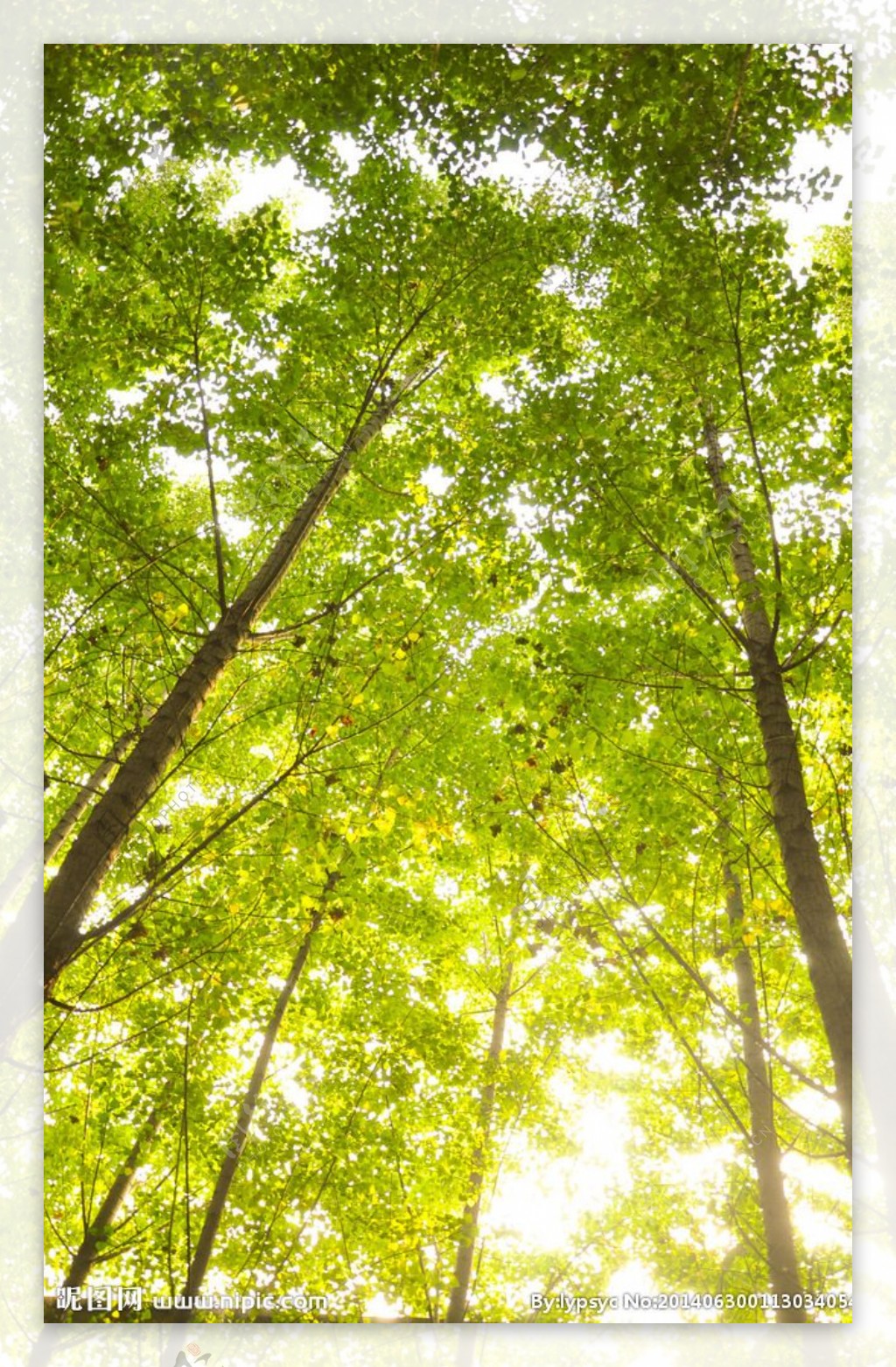 夏天的白杨树图片