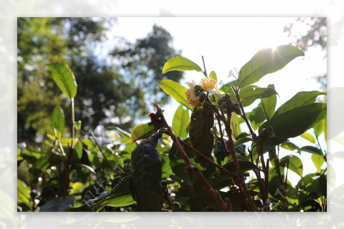 麻黑茶园易武茶花图片