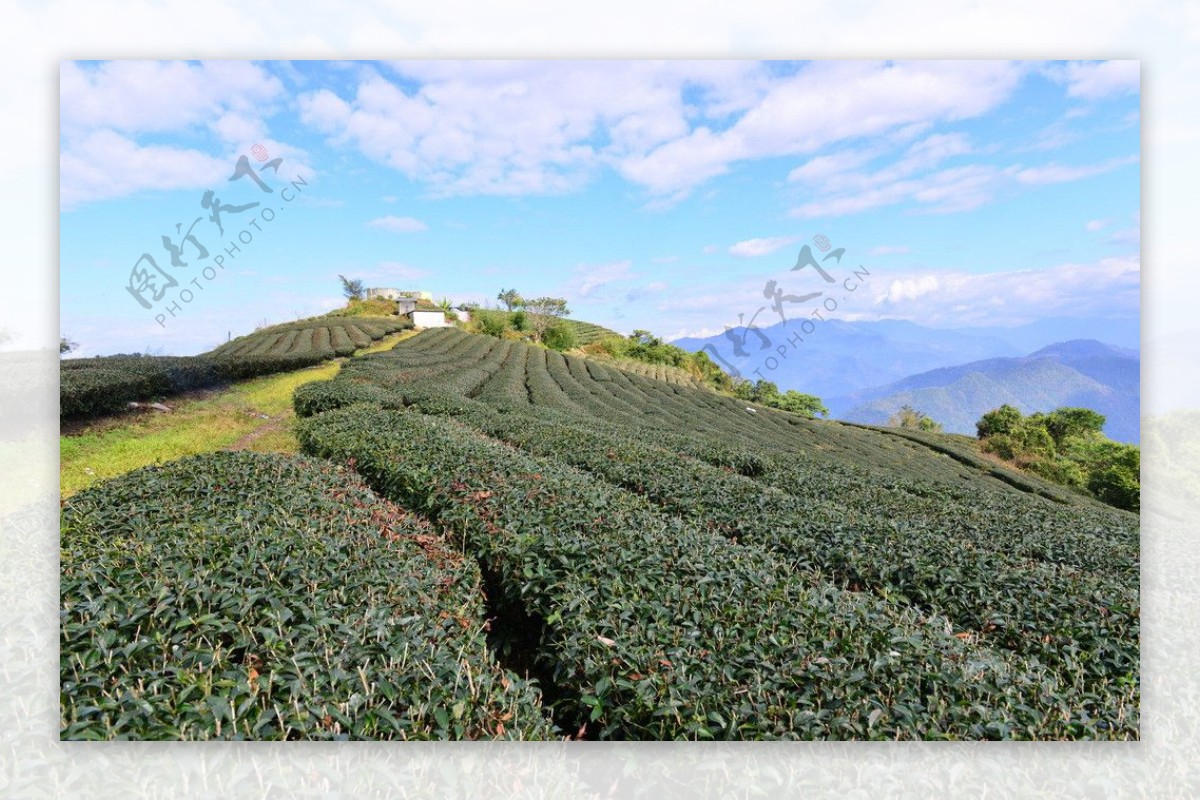 茶園田園風光图片