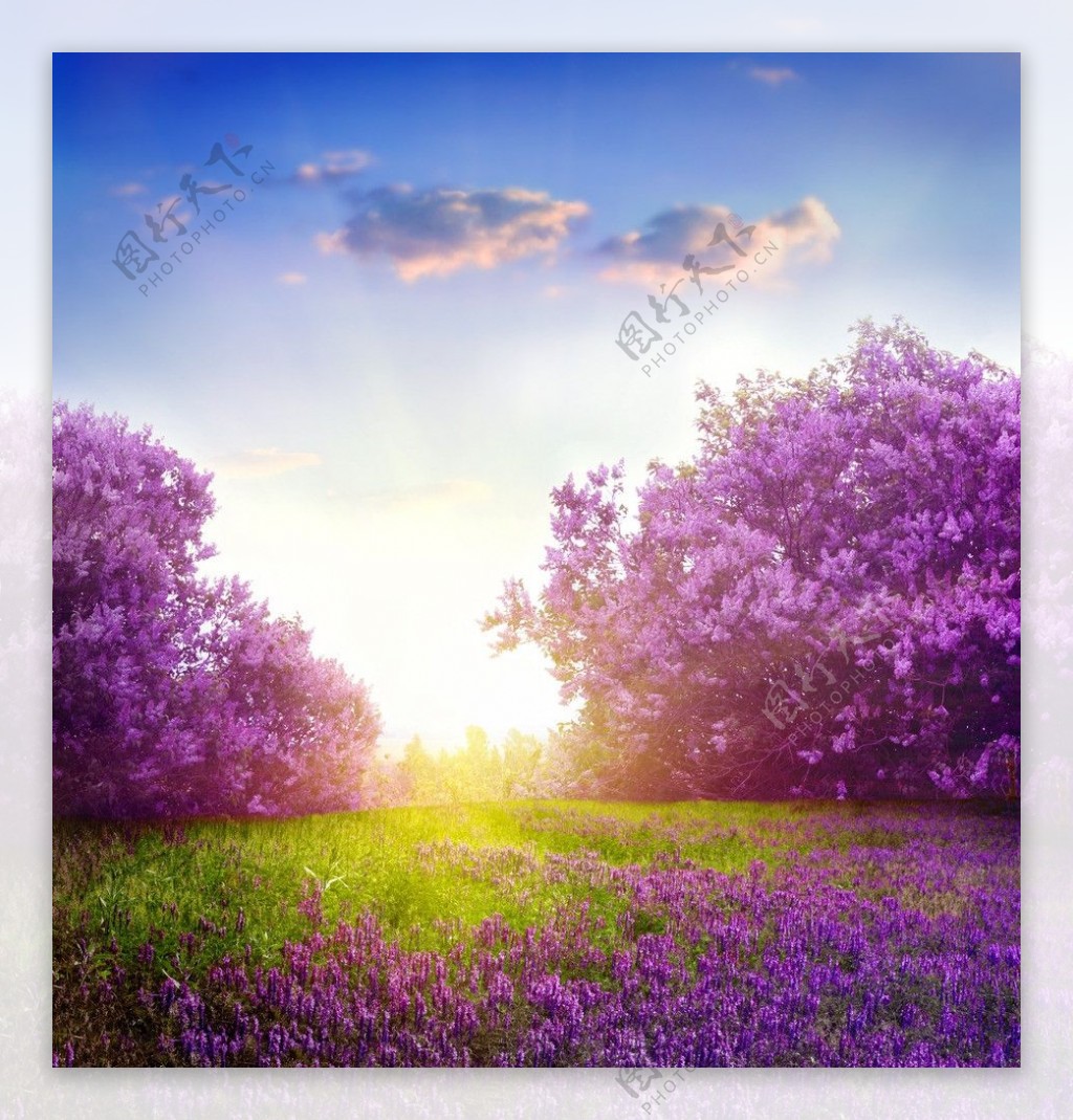 梦幻紫色花朵草地背景图片