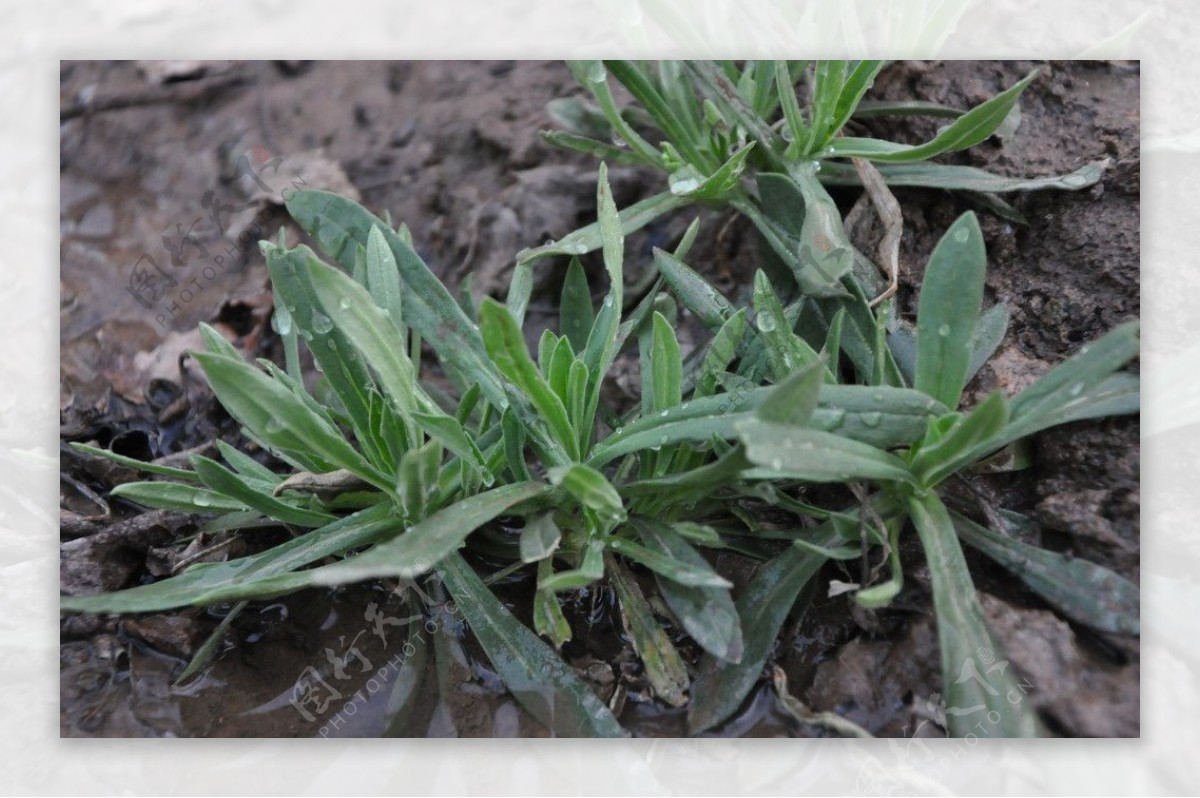 面条菜野菜图片