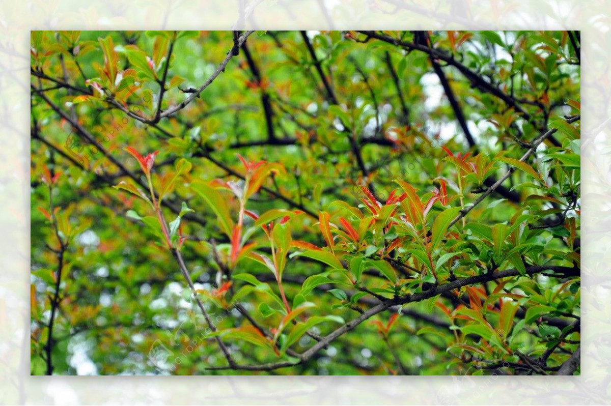 香洲广场树叶图片