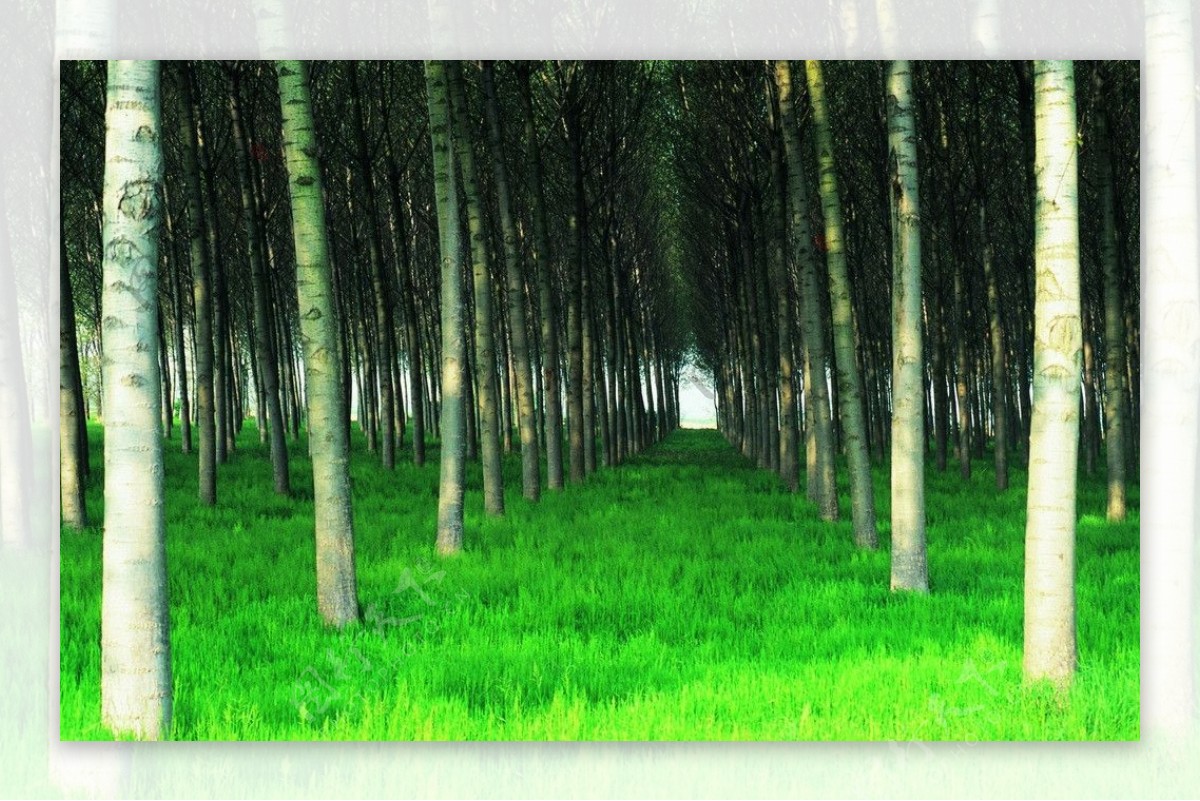 树森林风景绿叶图片