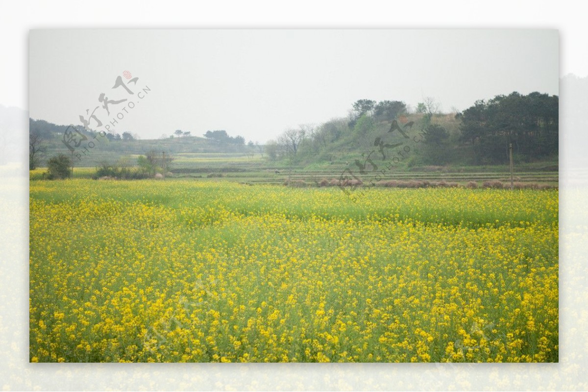 油菜花图片