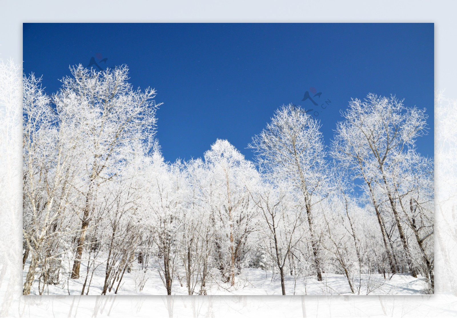 林中雪景图片