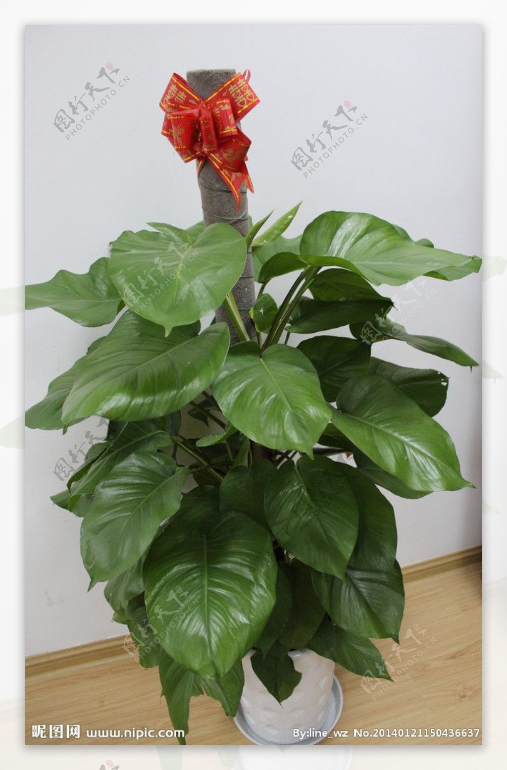 植物红丝绸图片