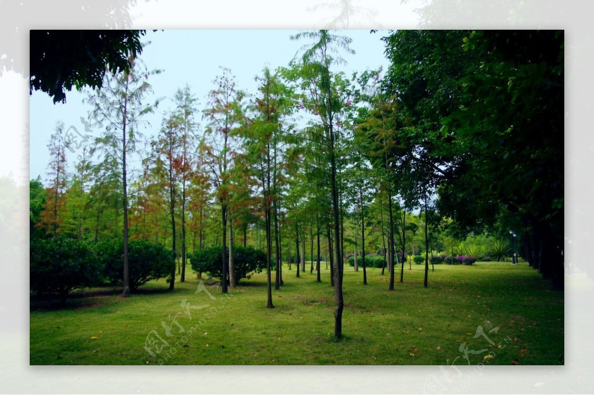 公园景观草木风景图片