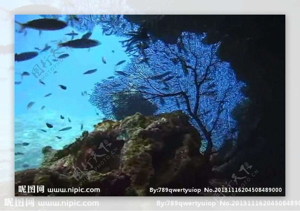 海浪海底生物视频素材