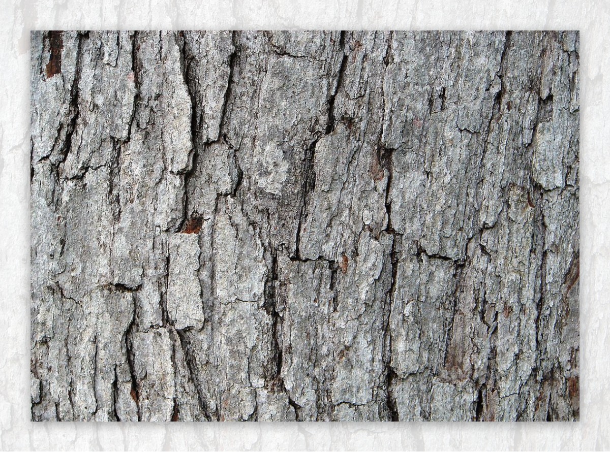 树皮木纹纹理背景图片