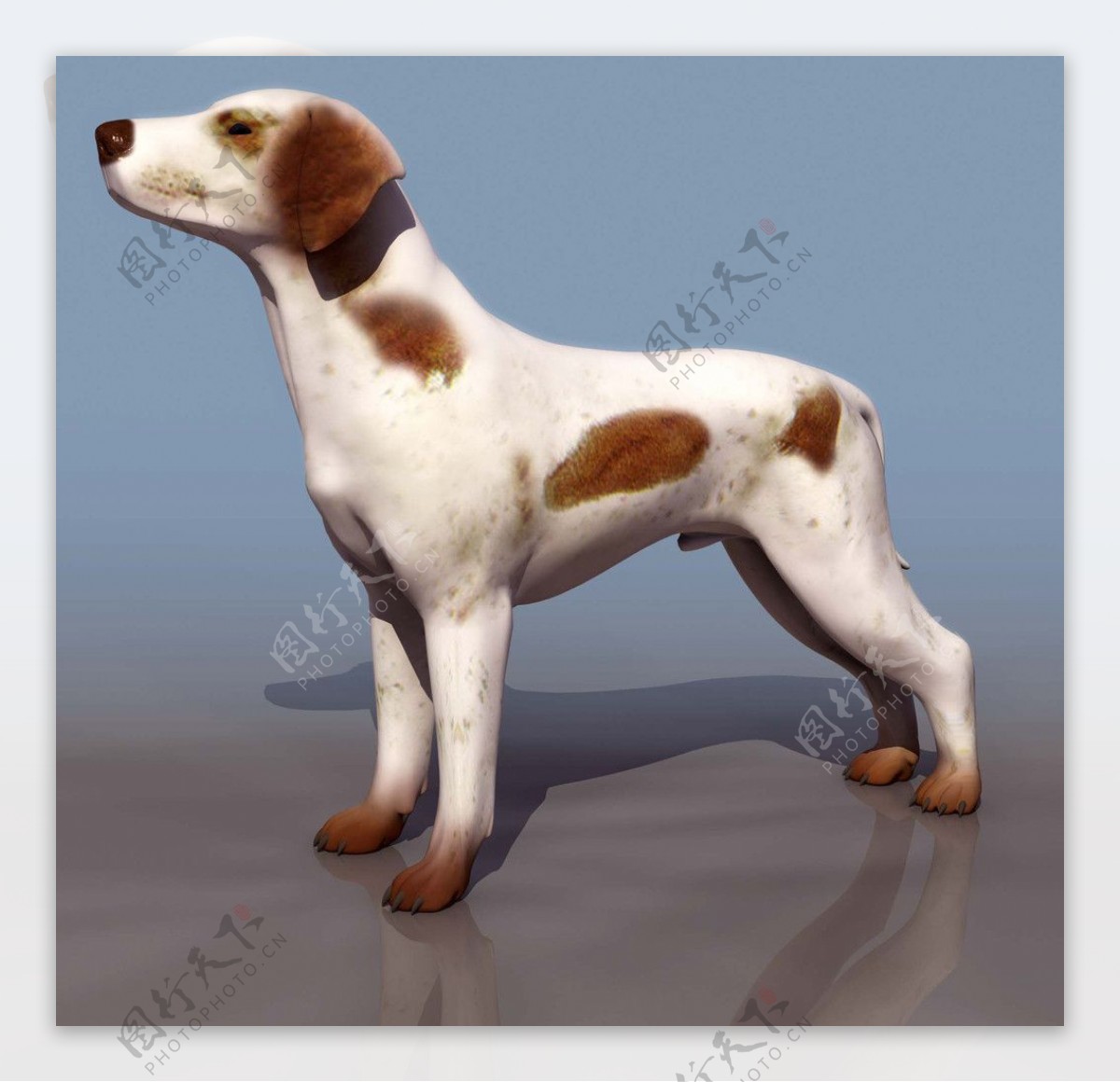 3D模型图库动物类狗图片