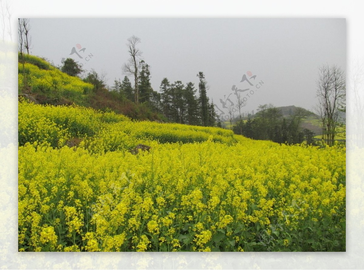 安顺油菜花图片