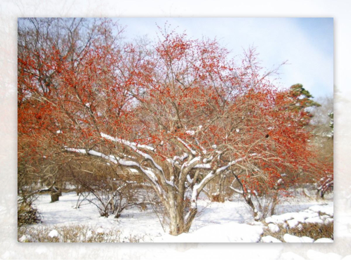 雪景红豆杉图片