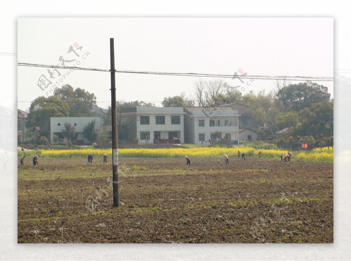 蔬菜基地油菜花图片