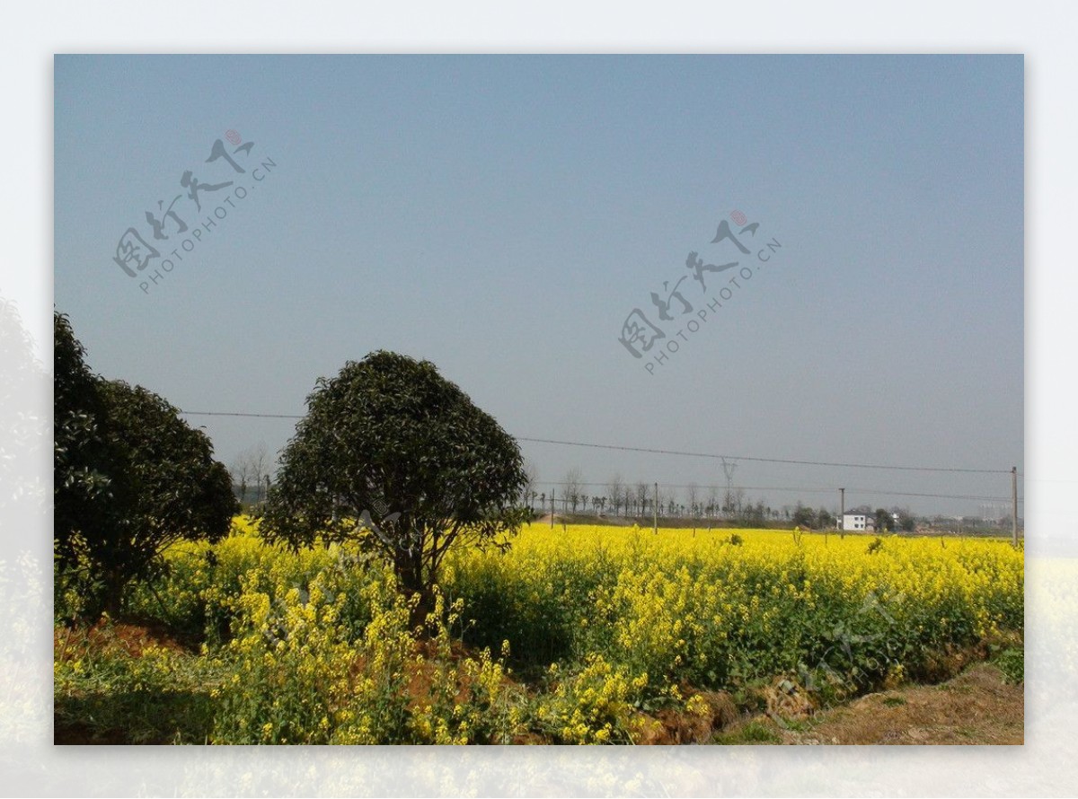 蔬菜基地油菜花图片