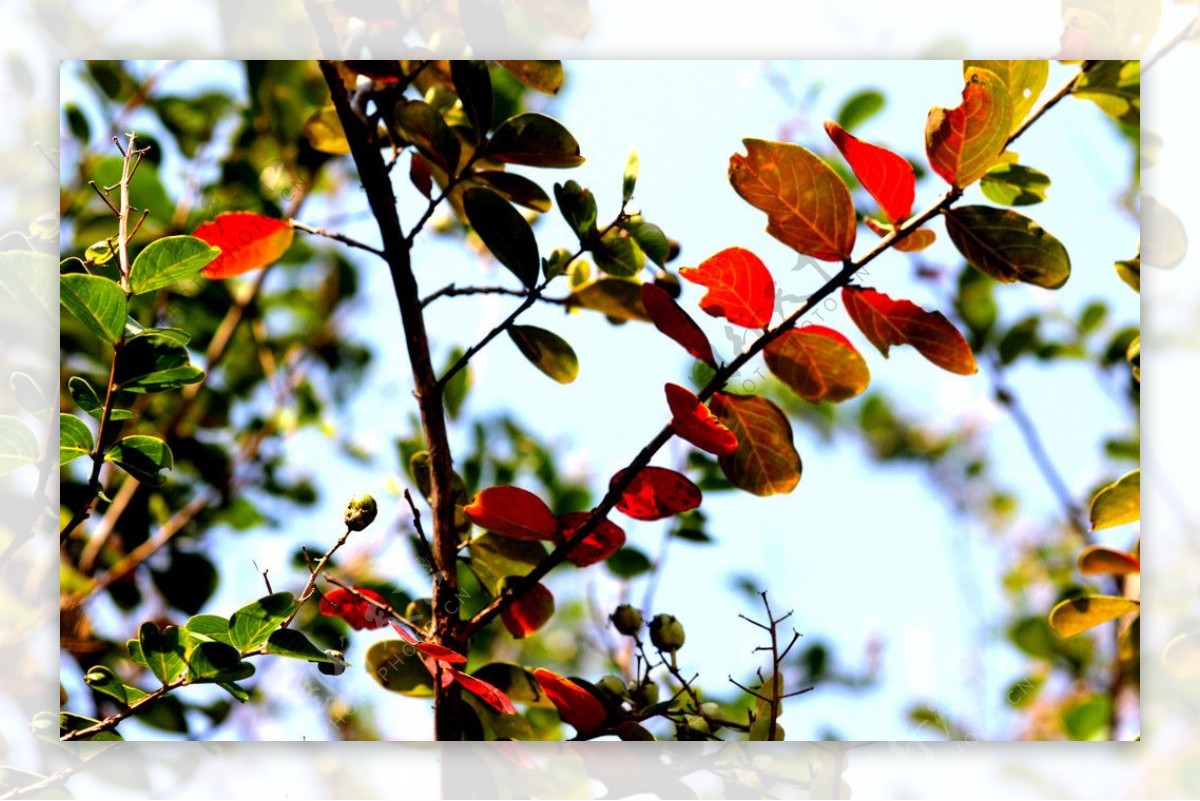 秋色红叶图片