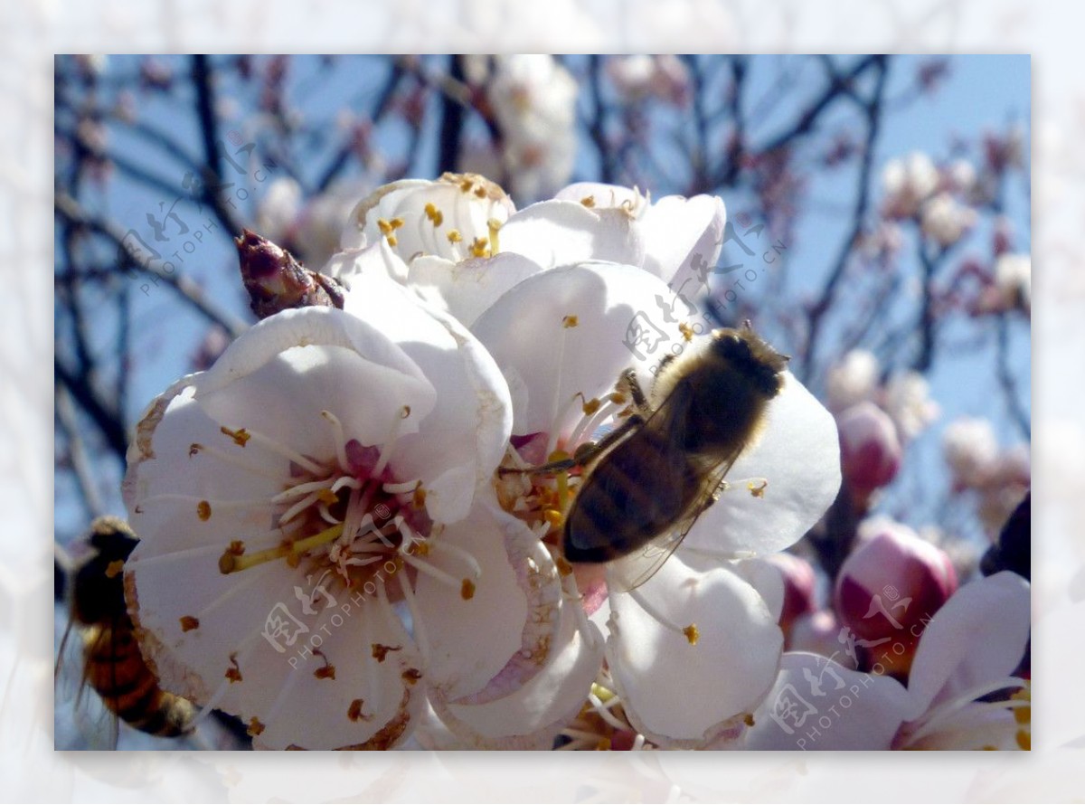 杏花与蜜蜂图片