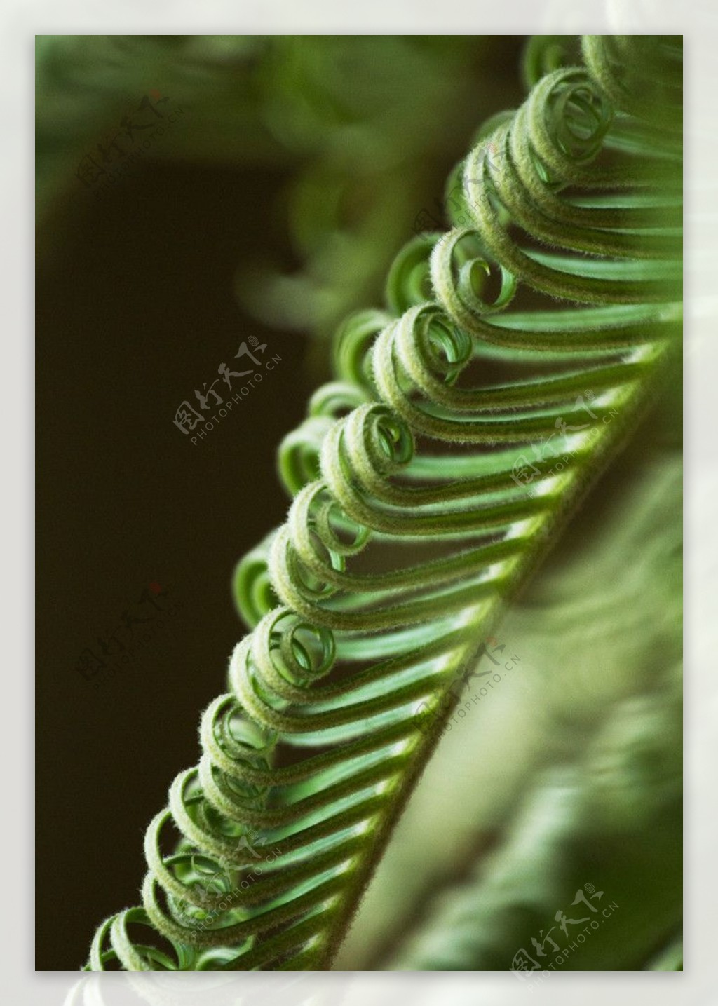 铁树植物图片