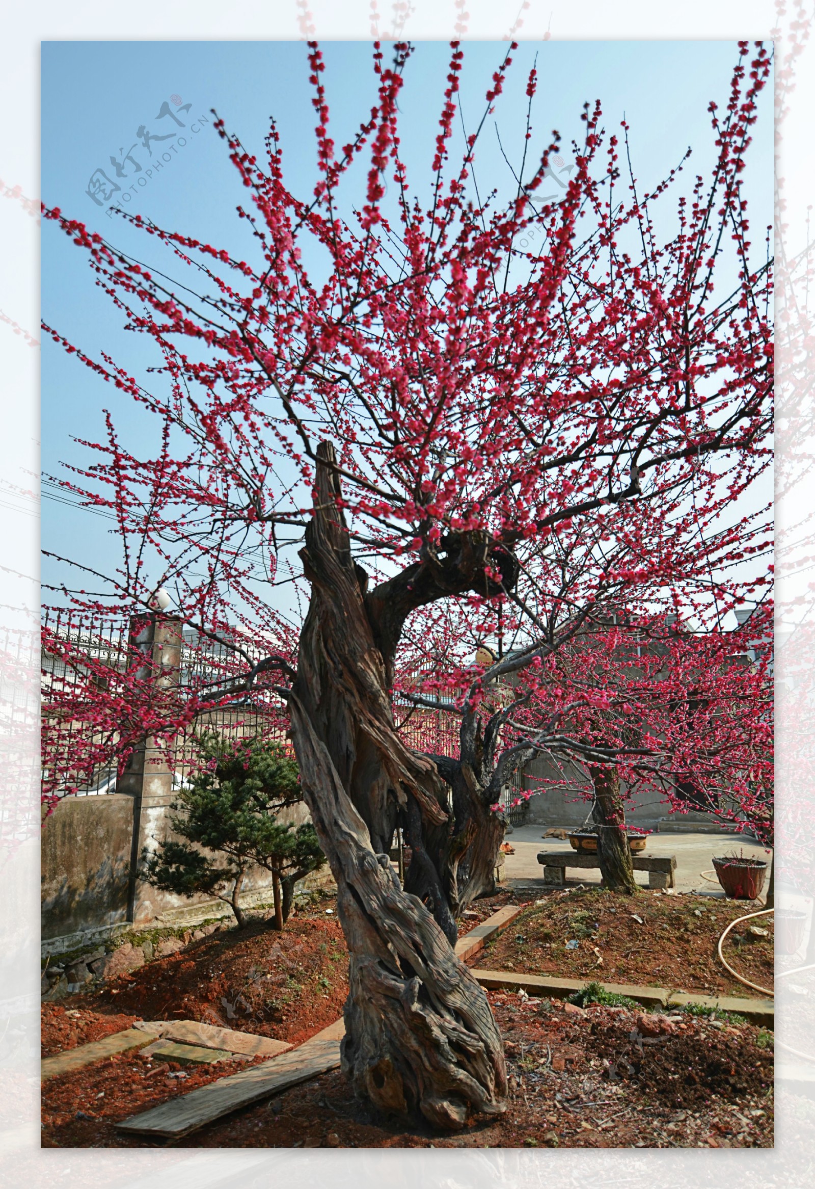 红梅树图片