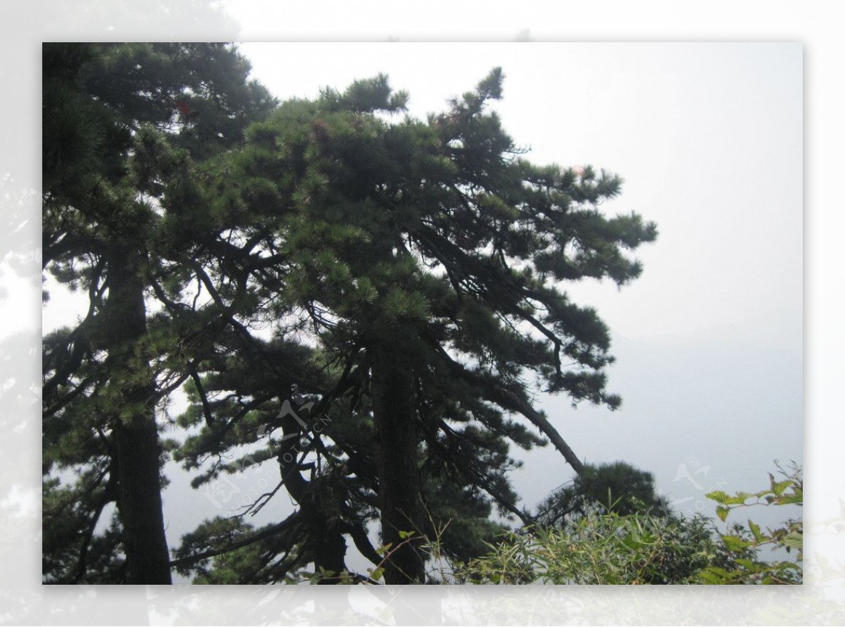 苍翠松树图片