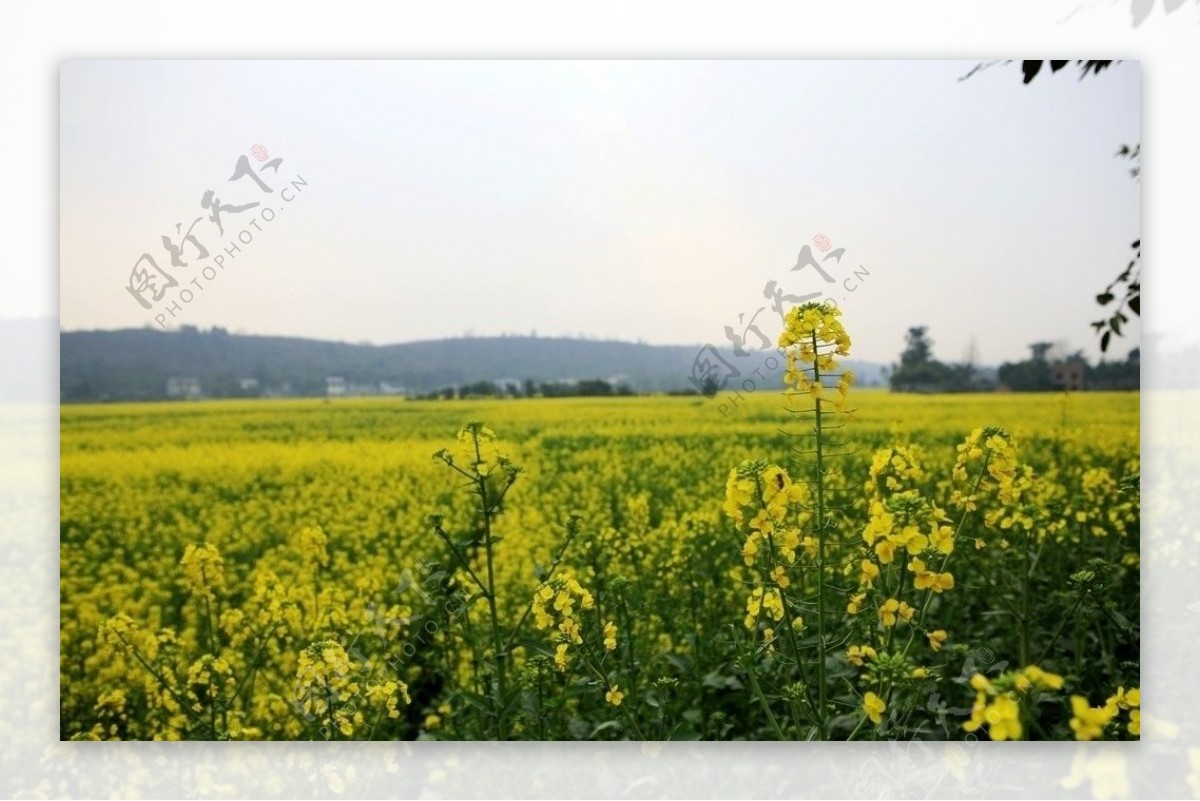 油菜花田图片