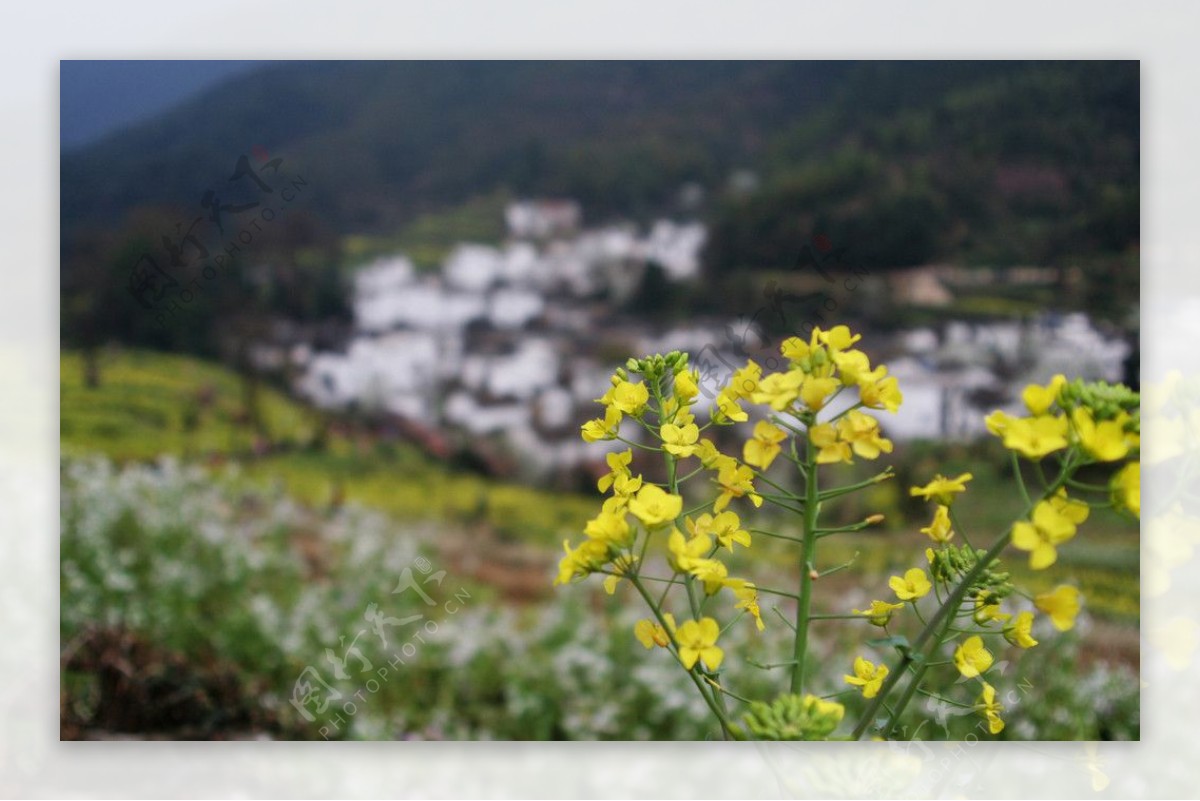 江西婺源江岭梯田上的油菜花图片