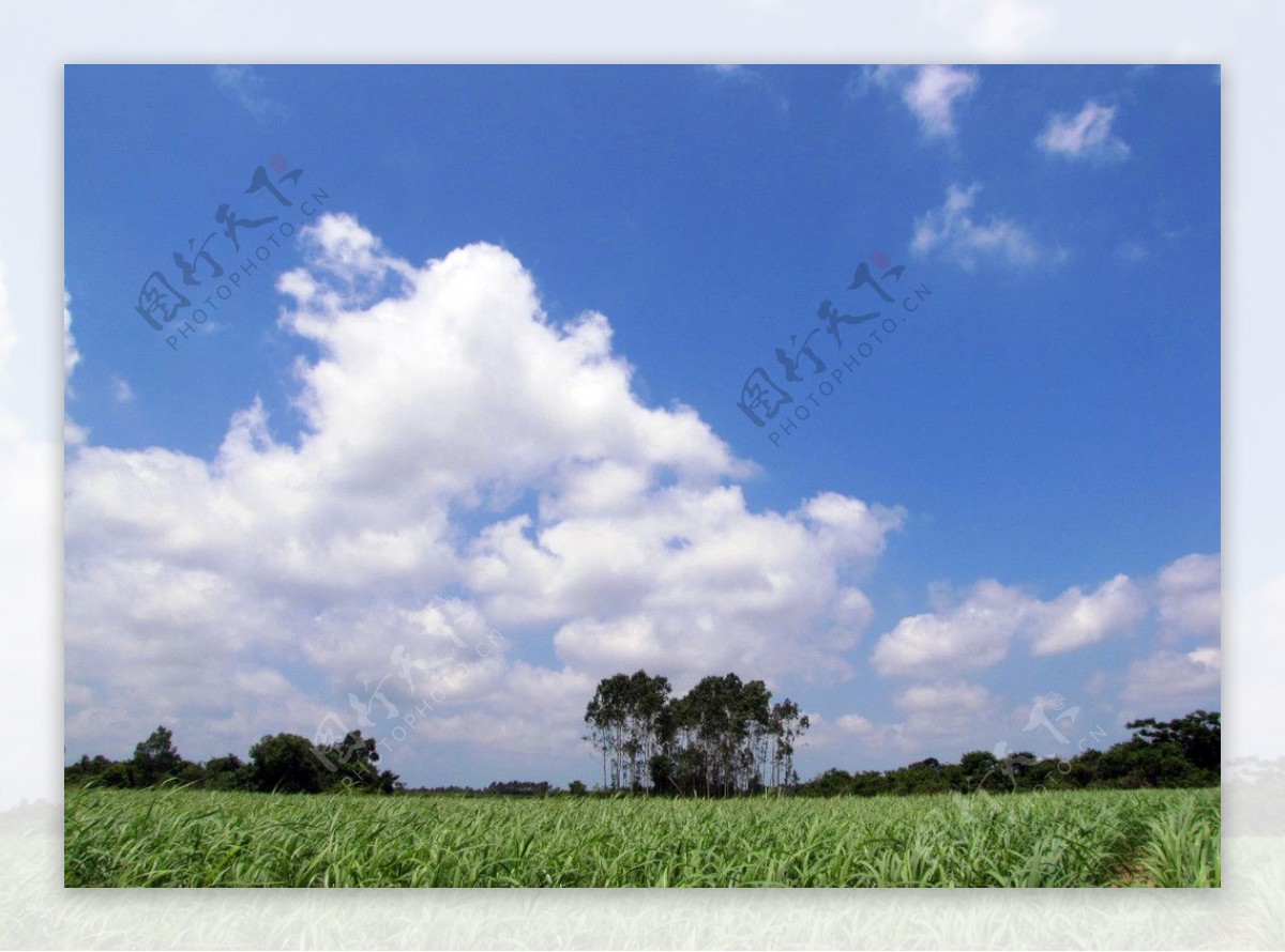 蓝天下的甘蔗园图片